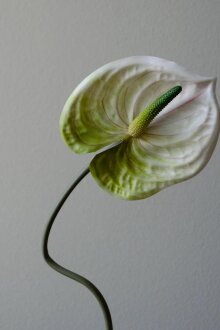 DIVERSE LEVERANDØR - Anthurium Flower 67 cm