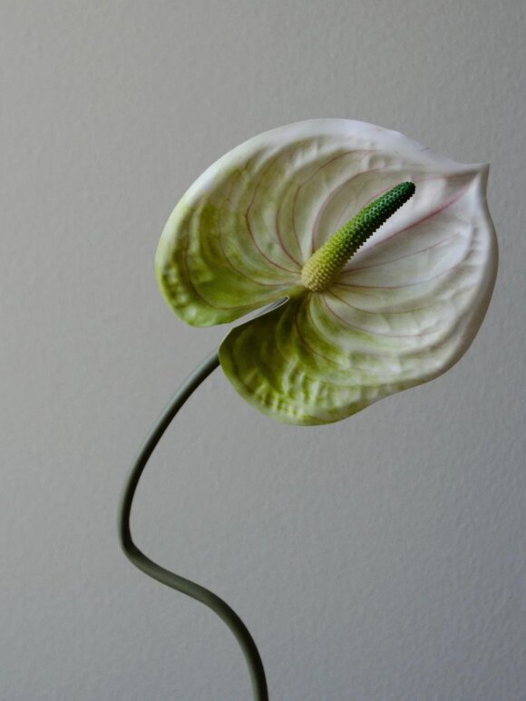 DIVERSE LEVERANDØR - Anthurium Flower 67 cm