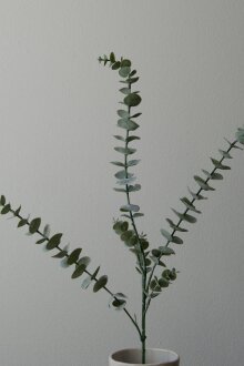 DIVERSE LEVERANDØR - Eucalyptus Five Leaves 74 cm