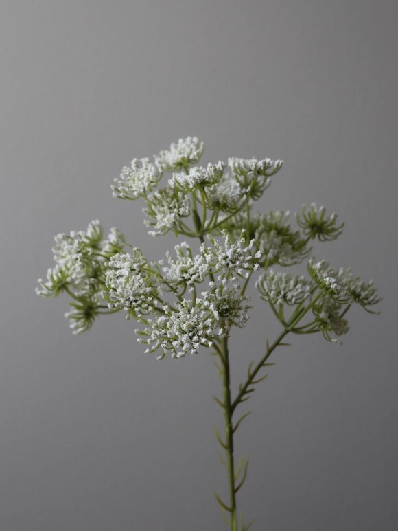 DIVERSE LEVERANDØR - Queen Anne's Lace Flower 64 cm