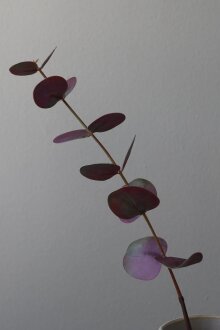 DIVERSE LEVERANDØR - Small Eucalyptus Leaves 50 cm