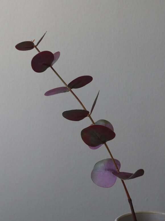 DIVERSE LEVERANDØR - Small Eucalyptus Leaves 50 cm