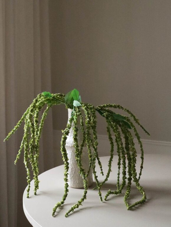 DIVERSE LEVERANDØR - Amaranthus Flower Green
